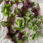 herb harvest