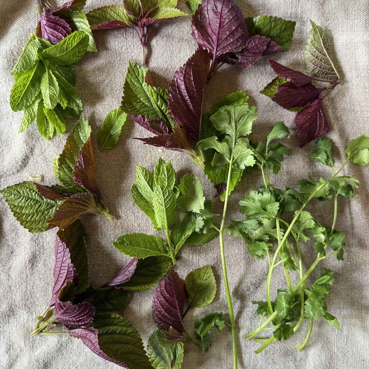 herbs