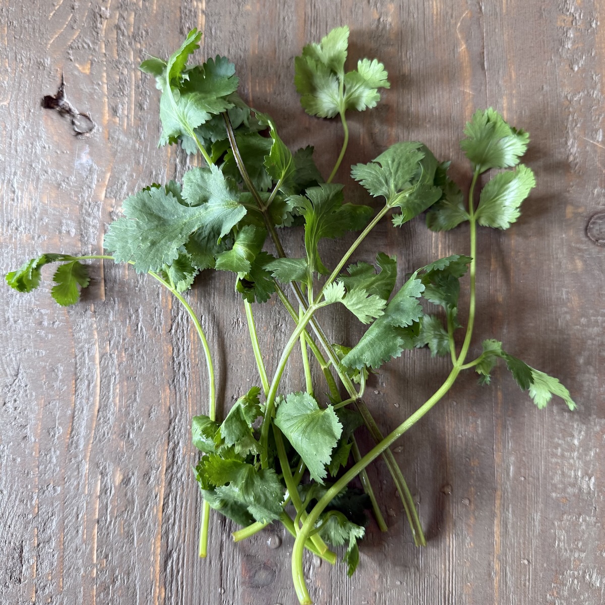 cilantro