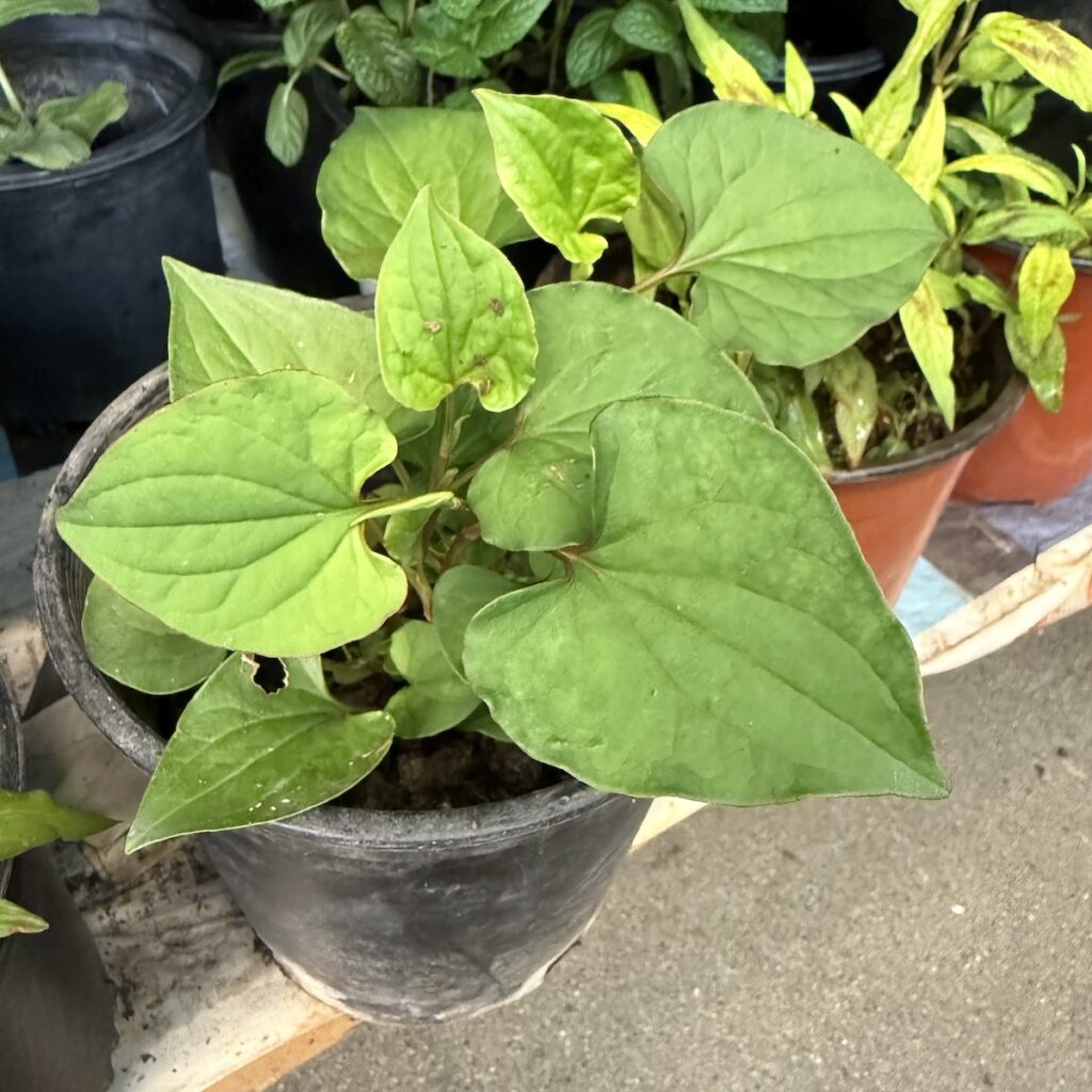 fish mint