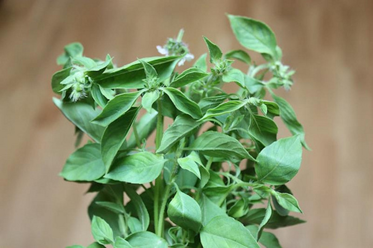 lemon basil