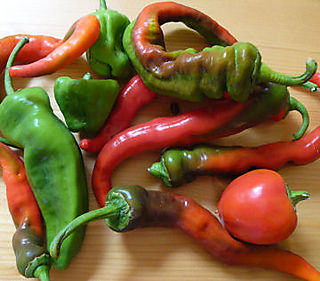 Chiles-assortment