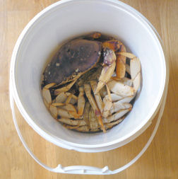 Crab in bucket
