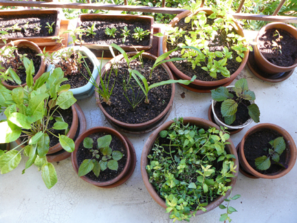 Vietnamese herbs growing on Alec Mitchell's balcony 