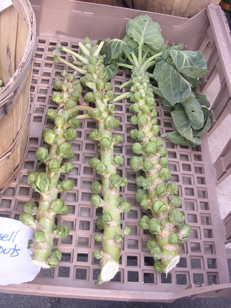Brussels sprouts on stalk,   Source: Wikipedia.com  