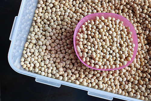 Non-GMO Laura soybeans from Iowa