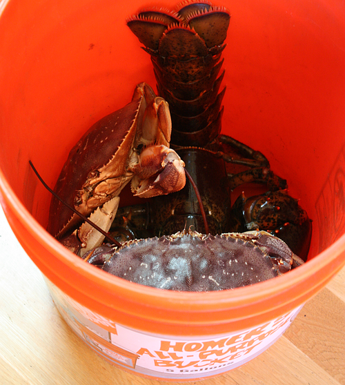 Buying live crab bucket