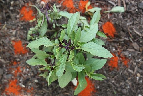 Garden-pests-cayenne