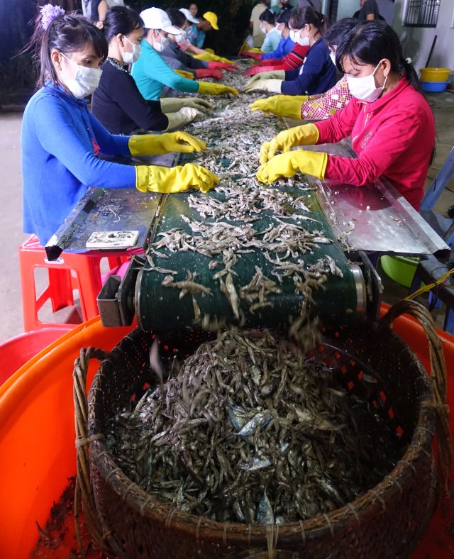 Red-boat-fish-sauce-kosher-sorting