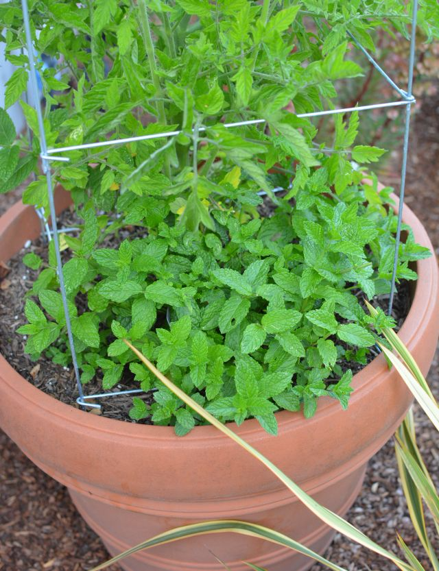 Garden-mint-tomato