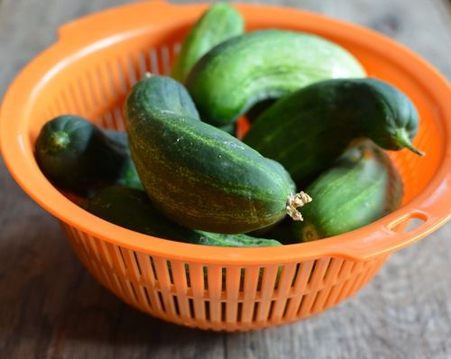 Pickling-cucumber-stem-blossom