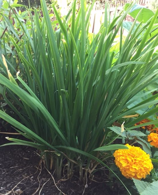 Herb-chinese-chive Herb-chinese-chive