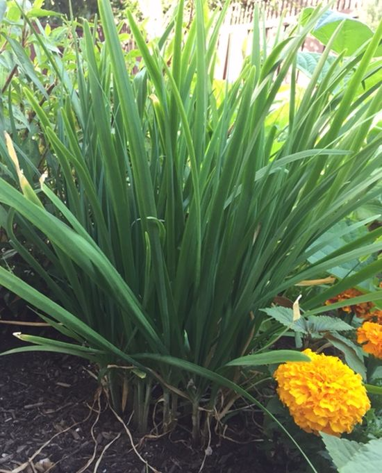 Herb-chinese-chive