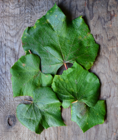 Stein-pickles-grapeleaf