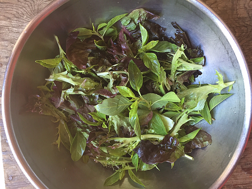 Salad-herb