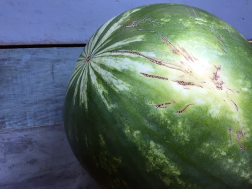 Watermelon-yellow-spot
