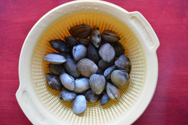 Manila-clams