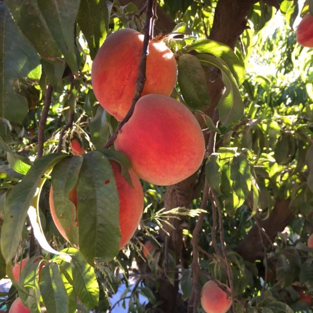 Peaches-masumoto-2016