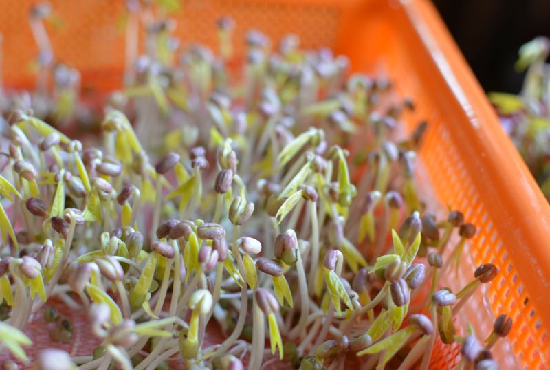 growing mung bean sprouts growing mung bean sprouts