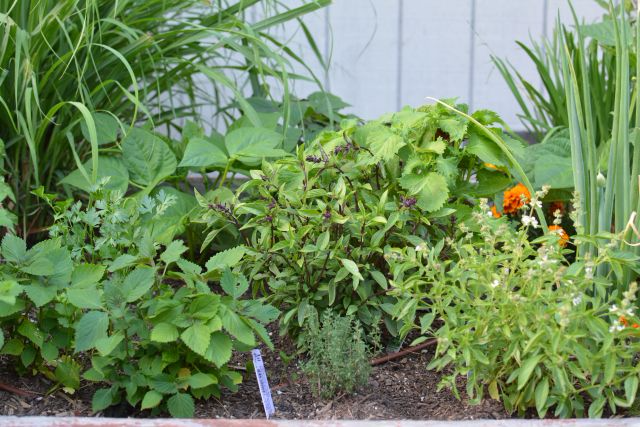 Herb-garden-bed