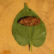 Beef_in_lat_lot_leaf_2