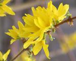 Forsythia_blossoms