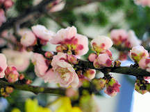 Peach_blossom_3