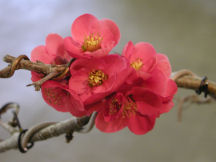 Quince_blossom