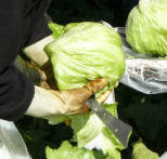 Salinas_lettuce_harvest_1_5