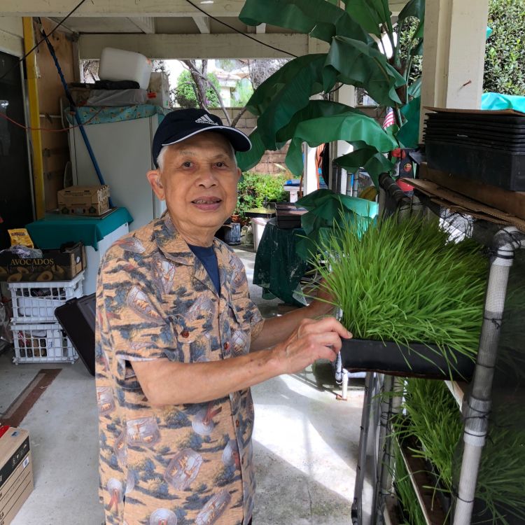 Dad's wheatgrass juicing and growing tips.