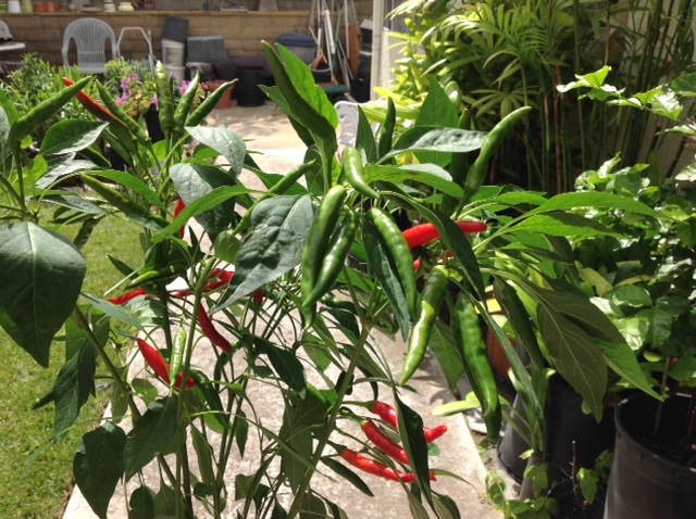 Chili Plants with MSG