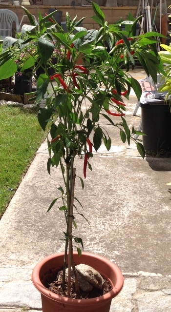 Chile plant with MSG in soil.