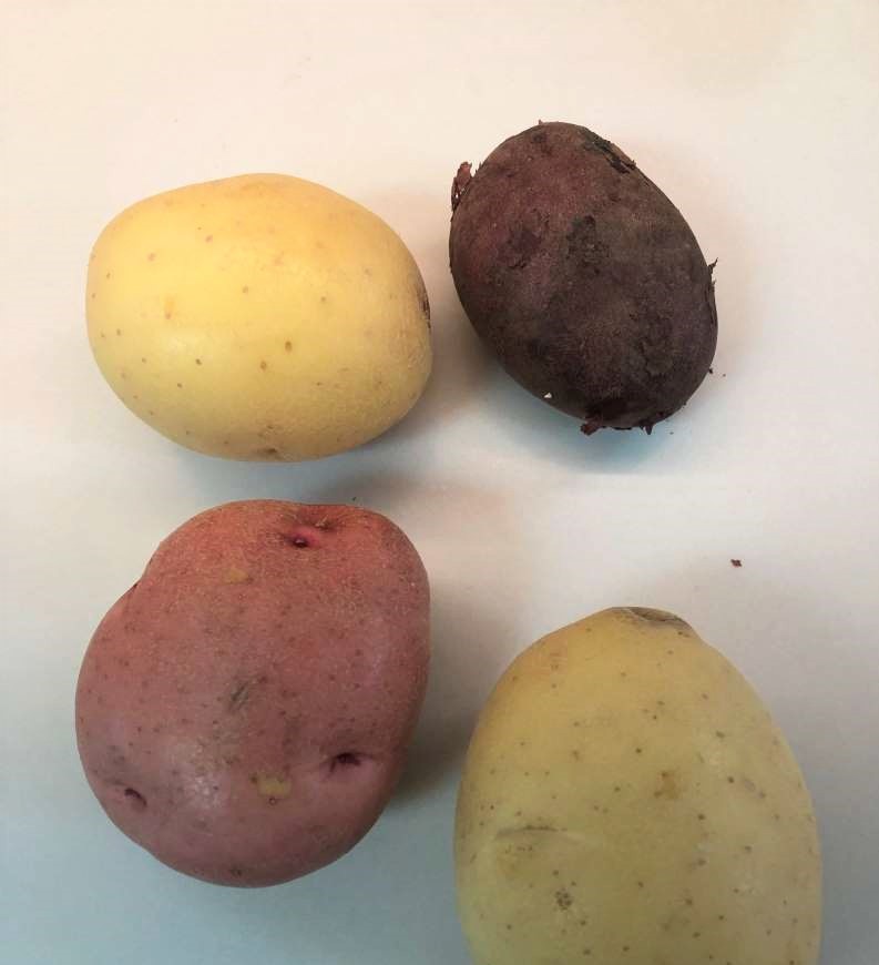 potato variety