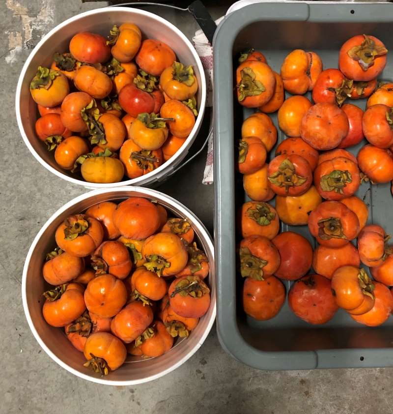 fuyu persimmon