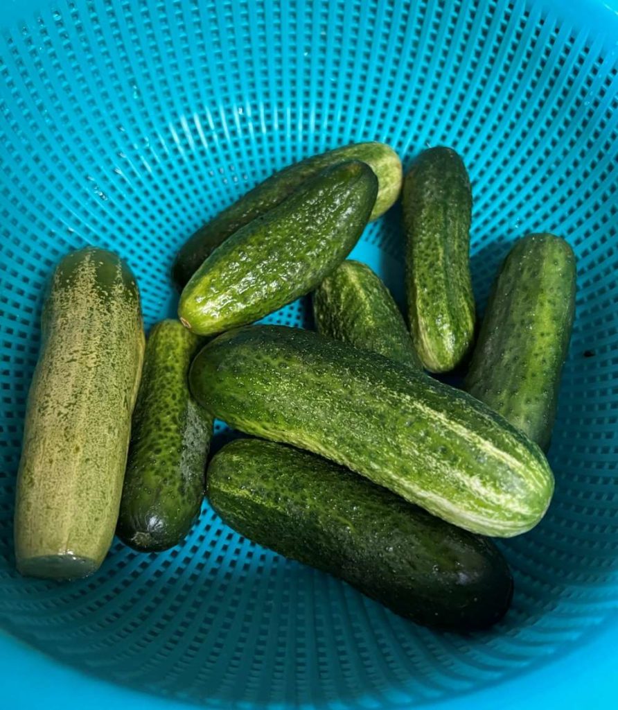 pickling cucumbers