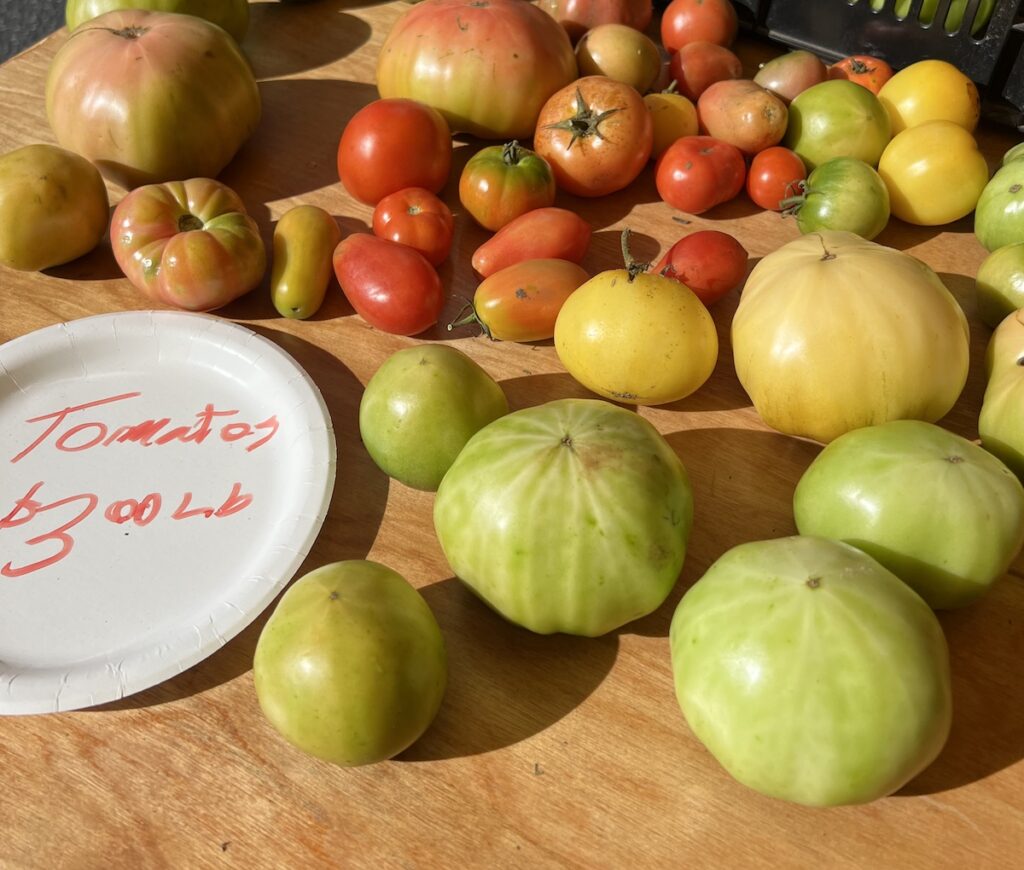 green unripe tomato