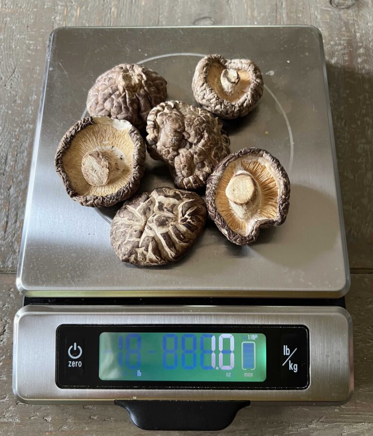 Dried Shiitake Guide How to Buy, Soak and Prep the Mushrooms Viet