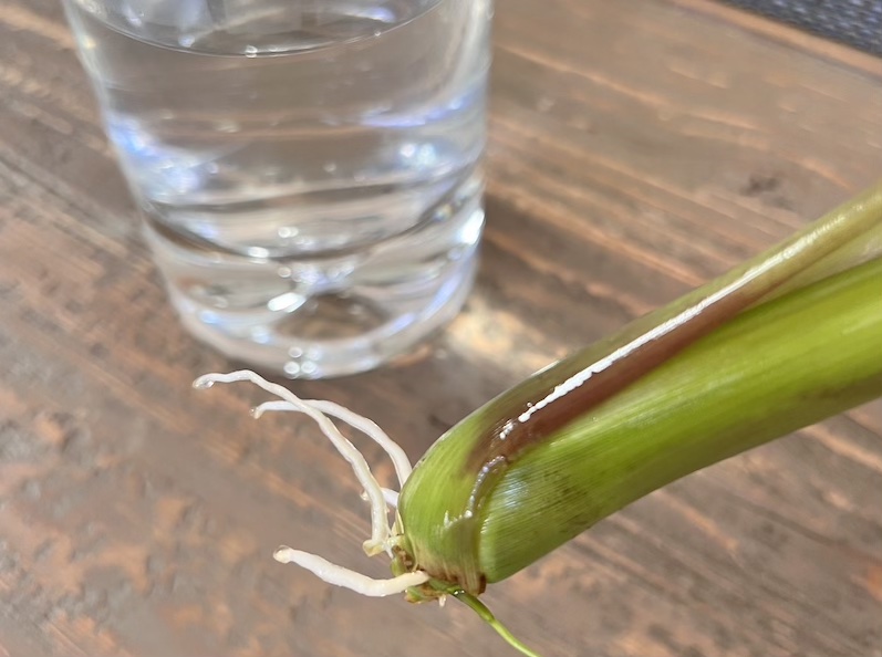 lemongrass rootlets
