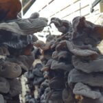 wood ear mushroom farming