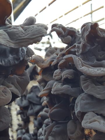 wood ear mushroom farming