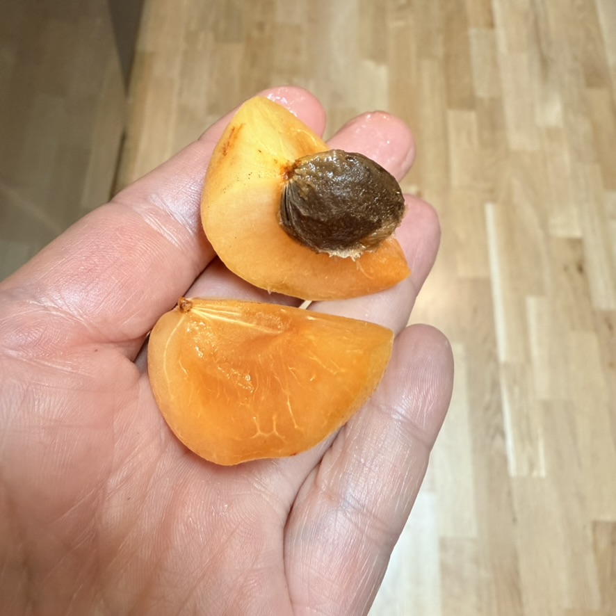 cut apricot