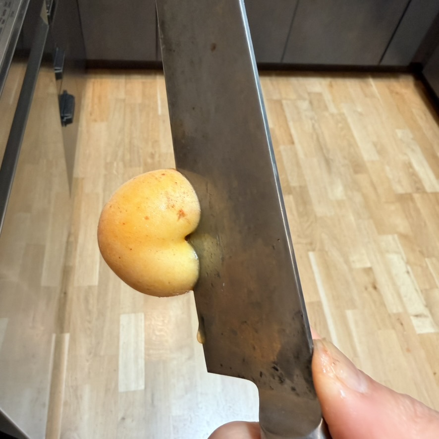 bisect the apricot perpendicular to the cleft