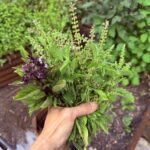 asian basil square