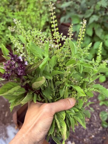 asian basil square