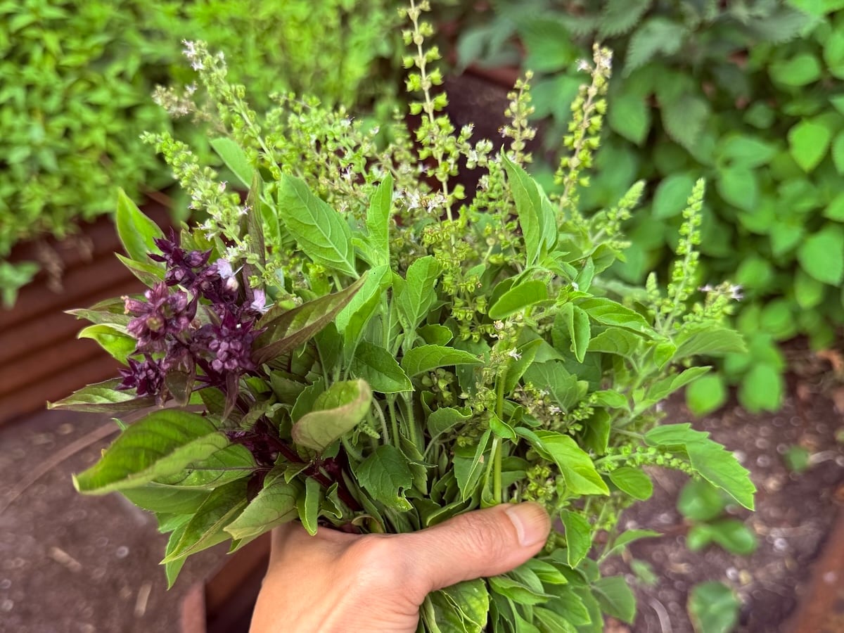 Beyond Pesto: A Guide to Thai, Holy & Lemon Basil