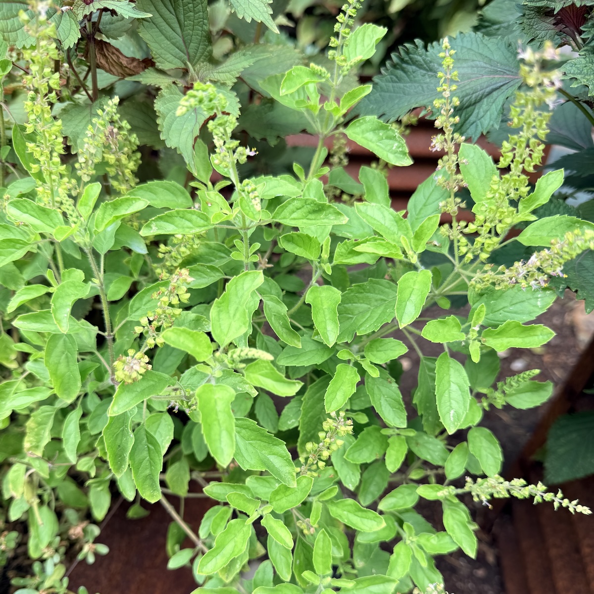 holy basil