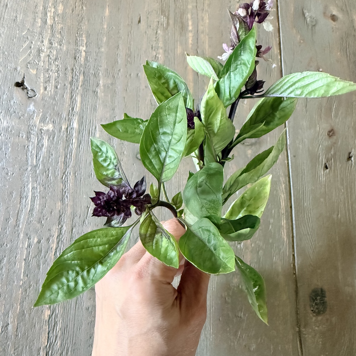 thai basil 